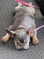 French Bulldog Puppies for sale in Deerfield Beach, Florida. price: $1,500