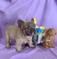 French Bulldog Puppies for sale in Saratoga Springs, New York. price: $2,000