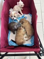 French Bulldog Puppies for sale in Cape Coral, Florida. price: NA