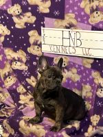 French Bulldog Puppies for sale in Chicago, Illinois. price: $800