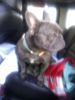 French Bulldog Puppies for sale in Los Angeles, California. price: $700