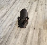 French Bulldog Puppies for sale in Conyers, Georgia. price: $1,800