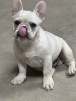 French Bulldog Puppies for sale in Tucson, Arizona. price: $2,000