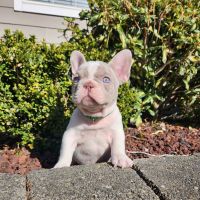 French Bulldog Puppies for sale in Bellingham, Washington. price: $5,000