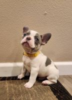 French Bulldog Puppies for sale in Bellingham, Washington. price: $2,000