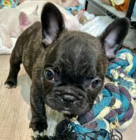 French Bulldog Puppies for sale in Olympia, Washington. price: $3,000