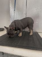 French Bulldog Puppies for sale in Riverside, California. price: $3,000