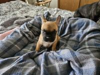 French Bulldog Puppies for sale in Bliss, Idaho. price: NA