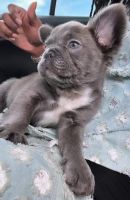 French Bulldog Puppies for sale in Orlando, Florida. price: $8,500