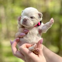 French Bulldog Puppies for sale in Phenix City, Alabama. price: $2,000