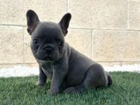 French Bulldog Puppies for sale in Schaumburg, Illinois. price: $3,000