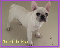 French Bulldog Puppies for sale in Fort Plain, NY, USA. price: $3,250