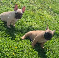 French Bulldog Puppies for sale in Felton, Delaware. price: $2,000