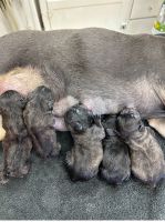 French Bulldog Puppies for sale in Rock Falls, Illinois. price: $400,000