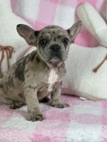 French Bulldog Puppies for sale in Dallas, Texas. price: $3,000