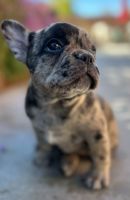 French Bulldog Puppies for sale in Las Vegas, Nevada. price: $2,695