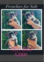 French Bulldog Puppies for sale in Tampa, Florida. price: $2,000