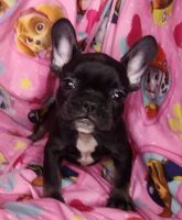 French Bulldog Puppies for sale in Middletown, Delaware. price: $1,600