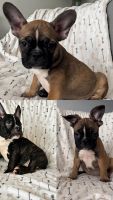 French Bulldog Puppies for sale in Colton, California. price: $800