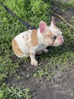 French Bulldog Puppies for sale in Carol City, Florida. price: $800