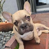 French Bulldog Puppies for sale in Pembroke Pines, Florida. price: NA