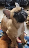 French Bulldog Puppies for sale in Bliss, Idaho. price: $1,800