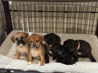 French Bulldog Puppies for sale in Cessnock, New South Wales. price: $1,000