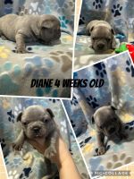French Bulldog Puppies for sale in Littleton, Colorado. price: NA