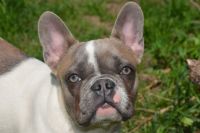 French Bulldog Puppies for sale in Rockford, Illinois. price: $1,950