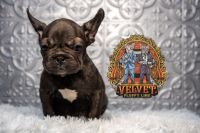 French Bulldog Puppies for sale in Plano, Illinois. price: $3,000