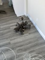 French Bulldog Puppies for sale in Anaheim, California. price: $2