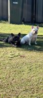 French Bulldog Puppies for sale in Hervey Bay, Queensland. price: $2,700