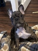 French Bulldog Puppies for sale in Westfield, New Jersey. price: $6,500