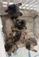 French Bulldog Puppies for sale in Perris, California. price: NA