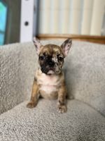French Bulldog Puppies for sale in Portland, Oregon. price: $2,500