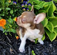 French Bulldog Puppies for sale in Metamora, Illinois. price: $3,500