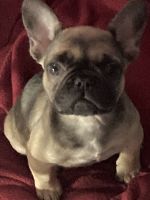 French Bulldog Puppies for sale in Arlington, Texas. price: $900