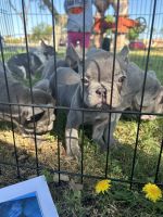 French Bulldog Puppies for sale in Chandler, Arizona. price: NA