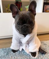 French Bulldog Puppies for sale in New York, New York. price: $950