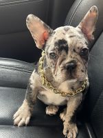 French Bulldog Puppies for sale in Los Angeles, California. price: $5,000