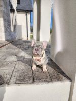 French Bulldog Puppies for sale in Nashville, Tennessee. price: $5,000