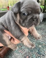 French Bulldog Puppies for sale in Oklahoma City, Oklahoma. price: $5,000