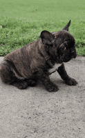 French Bulldog Puppies for sale in Fort Worth, TX 76134, USA. price: $1,000