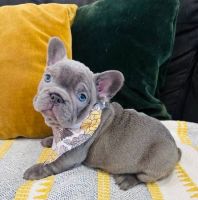 French Bulldog Puppies for sale in Lake Los Angeles, California. price: $899