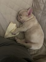 French Bulldog Puppies for sale in 227 E Ct St, Allentown, PA 18109, USA. price: $1,800