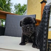 French Bulldog Puppies for sale in Hamilton Square, New Jersey. price: $3,000