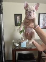 French Bulldog Puppies for sale in Allentown, Pennsylvania. price: $1,800