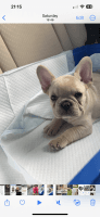 French Bulldog Puppies for sale in Manteca, California. price: $2,500
