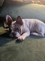 French Bulldog Puppies for sale in Geelong, Victoria. price: $2,100