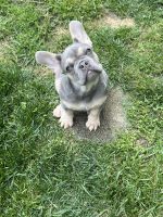 French Bulldog Puppies for sale in Lexington, Kentucky. price: NA